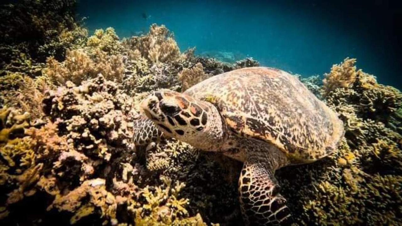 Maha Nusa Menjangan Баньюведанг Экстерьер фото