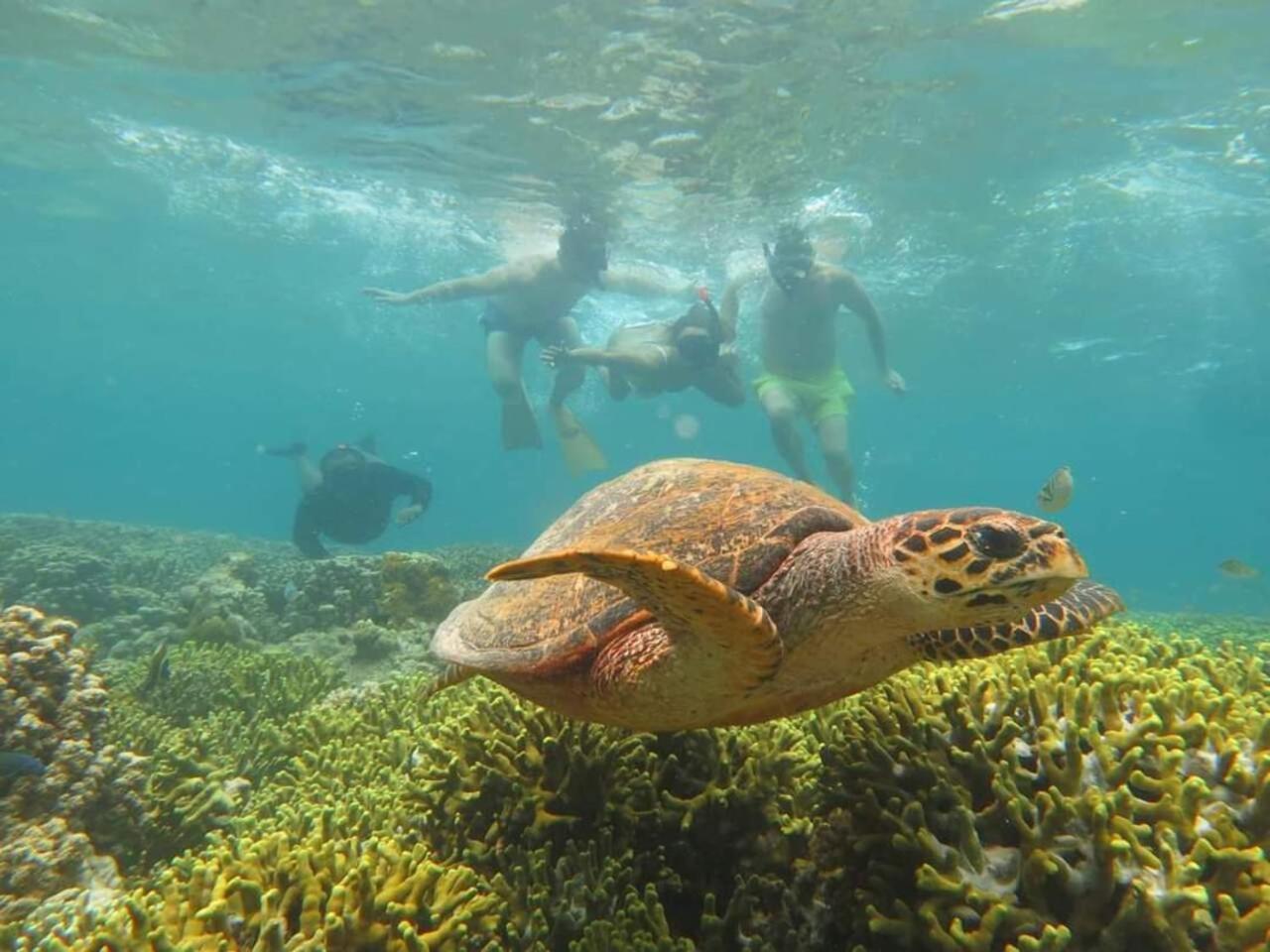 Maha Nusa Menjangan Баньюведанг Экстерьер фото