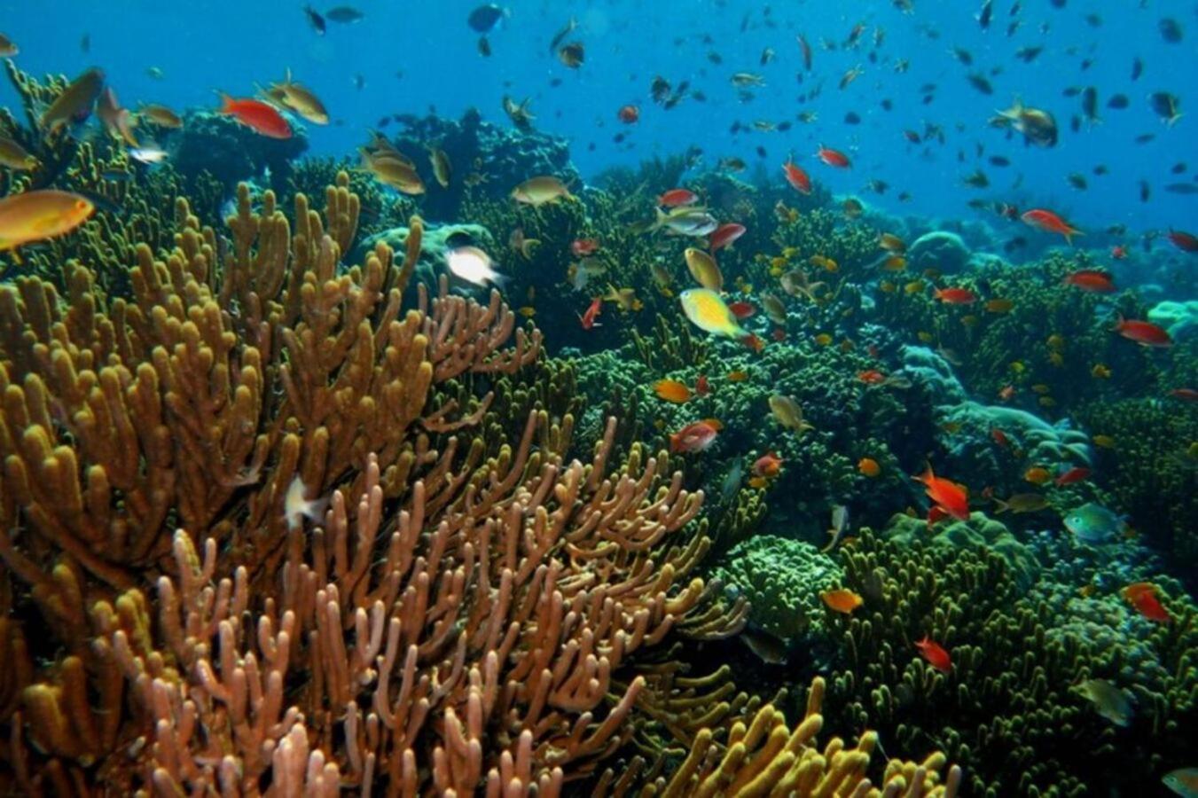 Maha Nusa Menjangan Баньюведанг Экстерьер фото