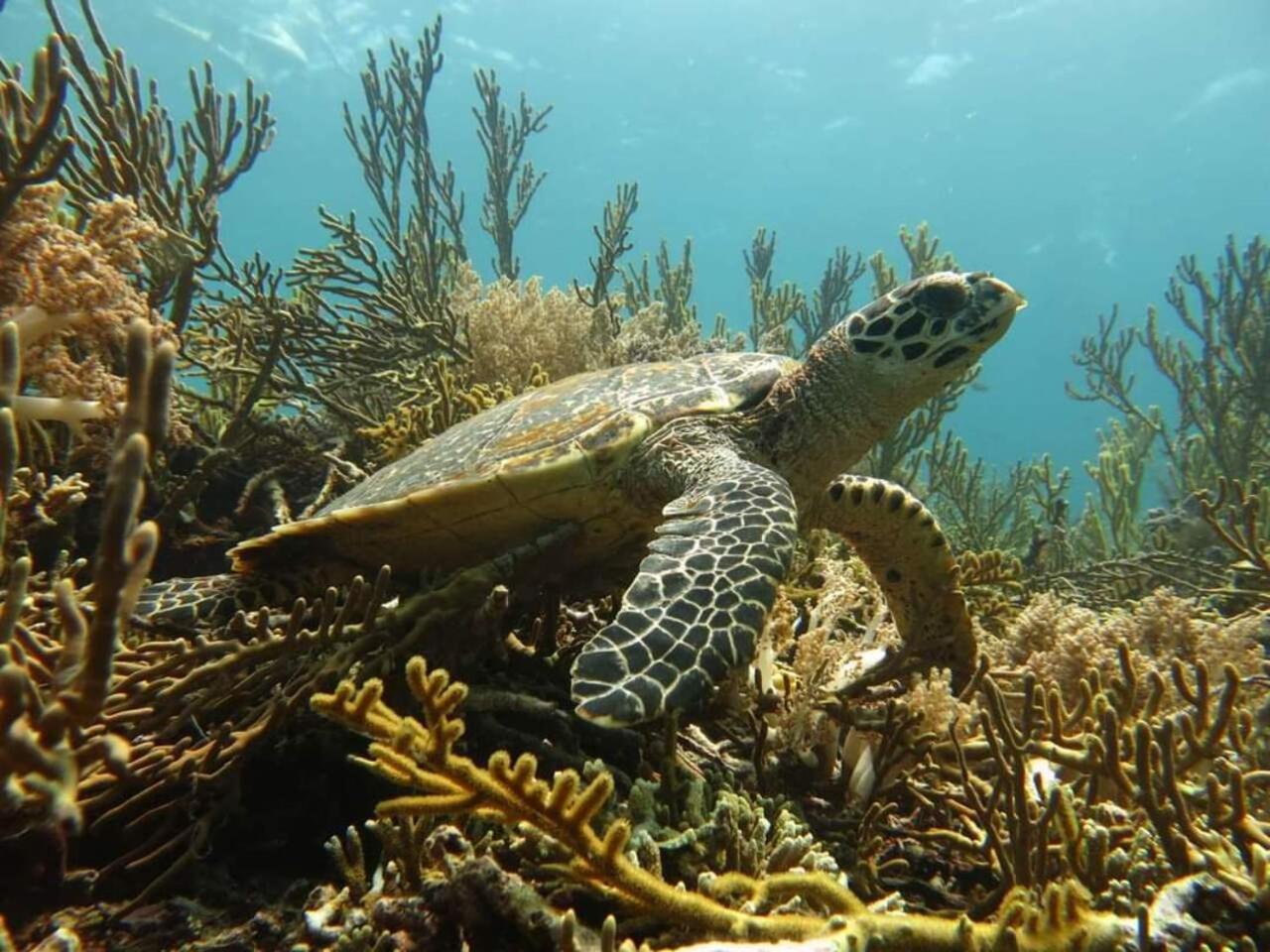 Maha Nusa Menjangan Баньюведанг Экстерьер фото