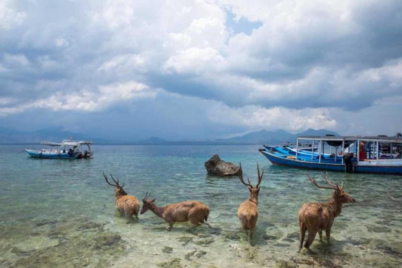 Maha Nusa Menjangan Баньюведанг Экстерьер фото